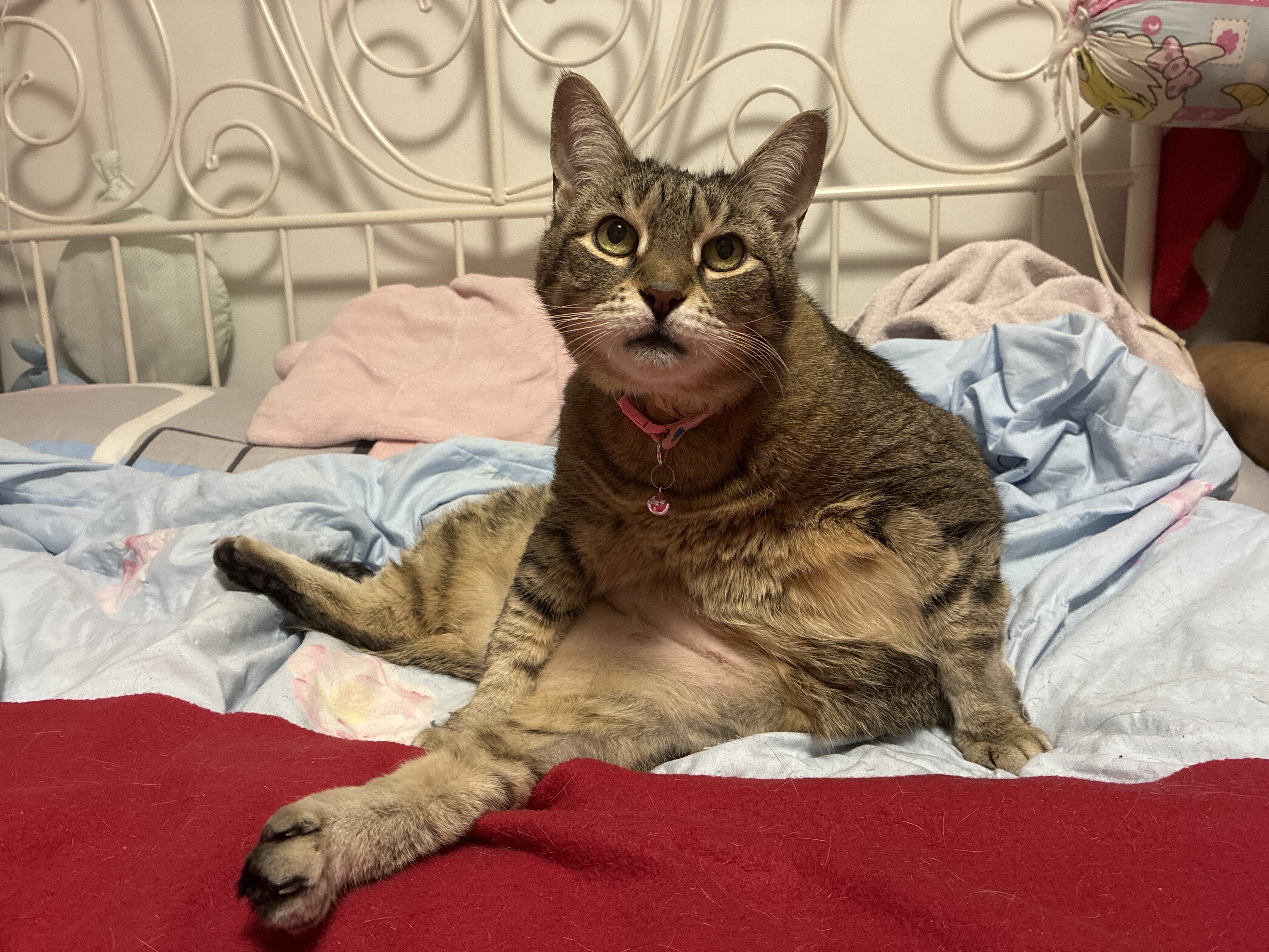 stubby