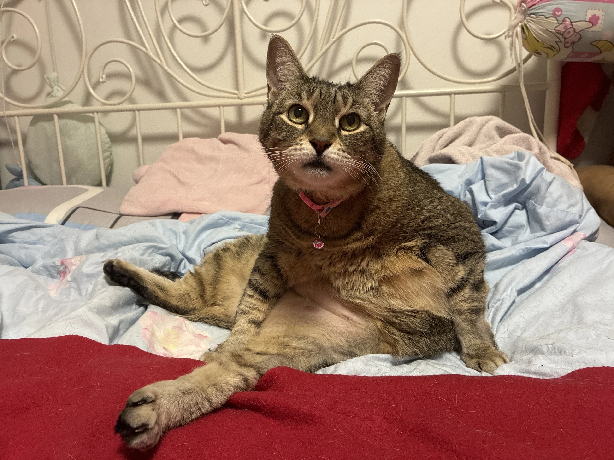 stubby