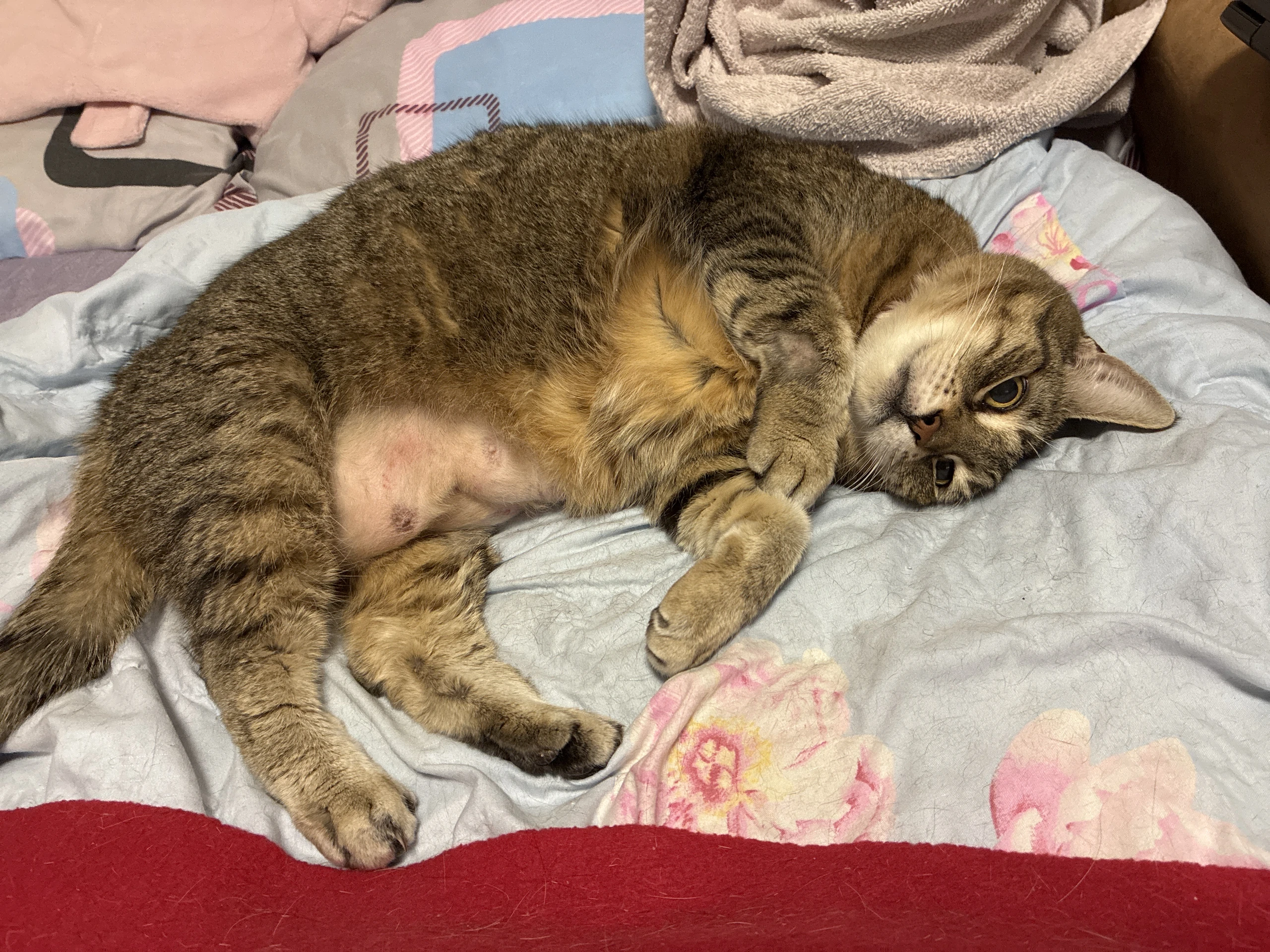 stubby